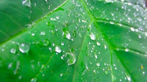 Raindrops on a Leaf 库存影片 8832480