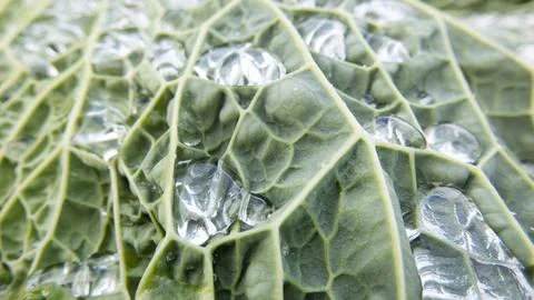 Raindrops on the leaf of a fresh cabbage Fotos Stock