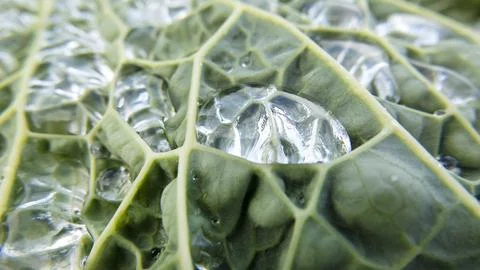 Raindrops on the leaf of a fresh cabbage Stock Photos