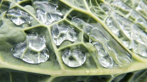 Raindrops on the leaf of a fresh cabbage Stock Photos