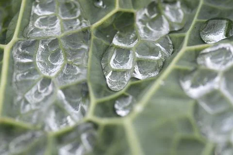 Raindrops on the leaf of a fresh cabbage Fotos de archivo