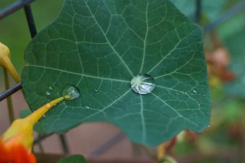 Raindrops on a leaf - grid Stock Photos