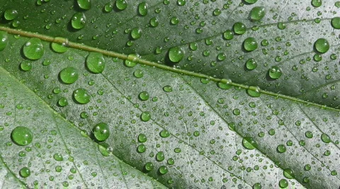 Raindrops on a leaf - HD 1080p - loopable Stock Footage 663886