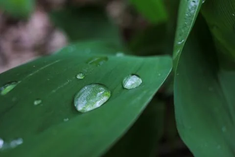 Raindrops on a leaf. Lily of the valley in the forest after the rain Stock Photos
