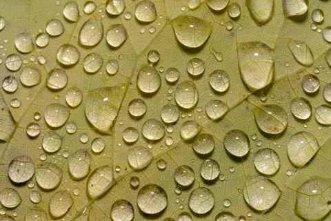 Raindrops on leaf Macro Close-Up Fresh Nature Background Stock Photos