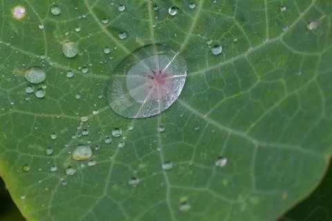 Raindrops on a leaf - macro Stock Photos