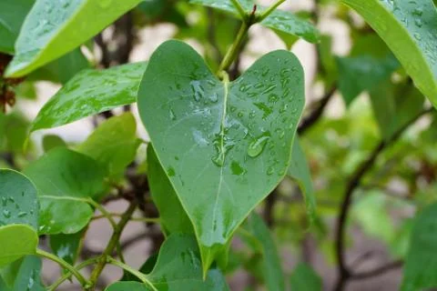 Raindrops on Leaf Foto stock