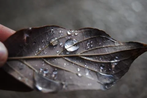 Raindrops on leaf Stock Photos