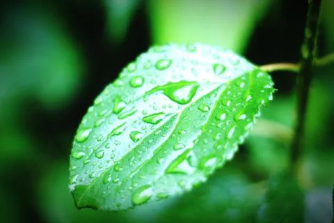 Raindrops on a leaf Stock Photos