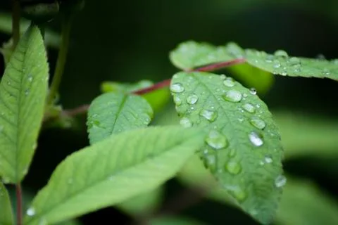 Raindrops on a leaf Stock Photos