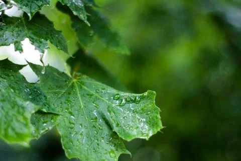 Raindrops on a leaf Stock Photos