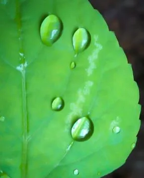 Raindrops on the leaf Stock Photos