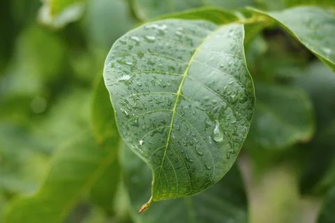 Raindrops On A Leaf Stock Photos