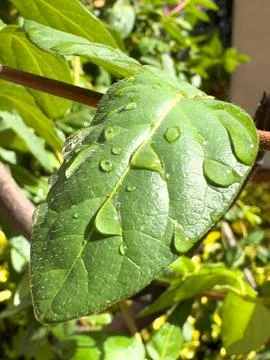 Raindrops on a leaf Stock Photos