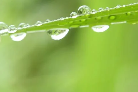Raindrops with leaf rainy day Stock Photos