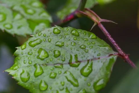 Raindrops on a leaf of a rose bush - macro Stock Photos