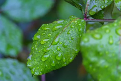Raindrops on a leaf of a rose bush Stock Photos