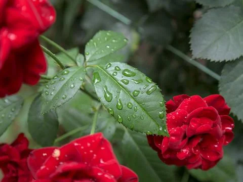 Raindrops on the leaf of a rose tree, close up Stock Photos