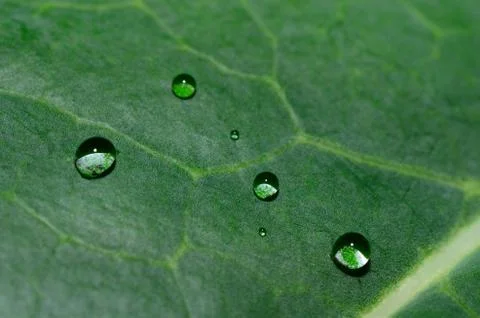Raindrops on a leaf surface macro view Stock Photos