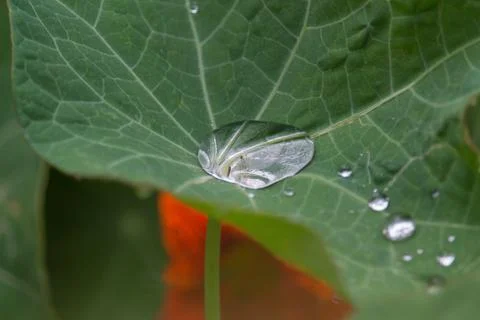 Raindrops on a leaf - top Stock Photos
