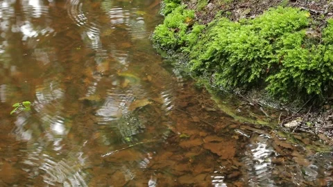 Raindrops on Leaf‑Covered Forest Puddle — Hyrcanian Woods Stock Footage 345379001