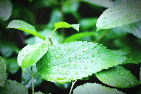 Raindrops on leafs. Stock Photos