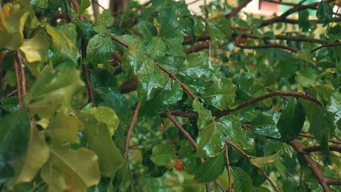 Raindrops on the leafs in slow motion Stock Footage 77255402