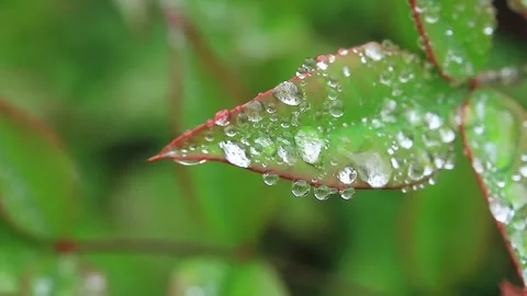 Raindrops on the leaves (2) Stock Footage 242240514