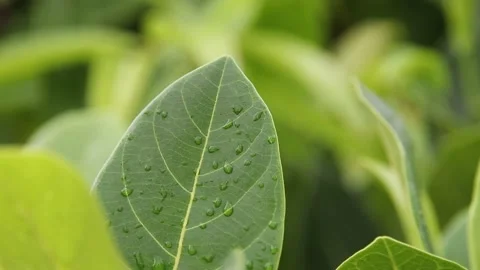 Raindrops on leaves after rain Stock Footage 200723106