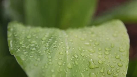 Raindrops on leaves after rain Stock Footage 200723120