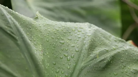 Raindrops on leaves after rain Stock Footage 200723168