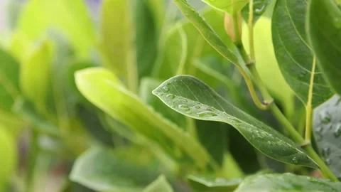 Raindrops on leaves after rain Stock Footage 200723169
