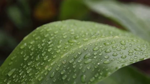 Raindrops on leaves after rain Stock Footage 200723192