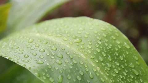 Raindrops on leaves after rain Video stock 200723202