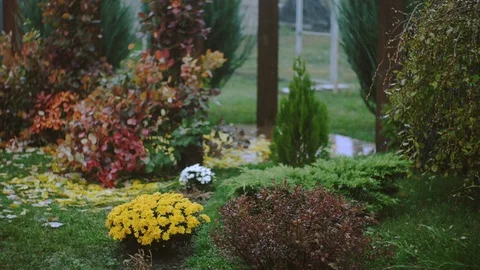 Raindrops on leaves and flowers Stock Footage 86034697