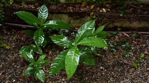 Raindrops on leaves background during rainy season. Stockbeeldmateriaal 124826055