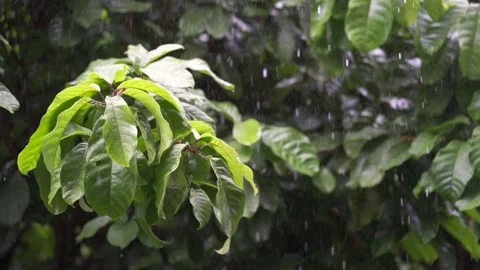 Raindrops on leaves background during rainy season. Slow motion Vidéo 136139549
