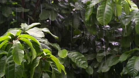 Raindrops on leaves background during rainy season. Stockbeeldmateriaal 136139552
