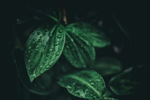 Raindrops on Leaves Background. Stock Photos