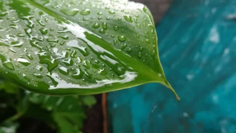 Raindrops on leaves close up Stock Footage 272192726