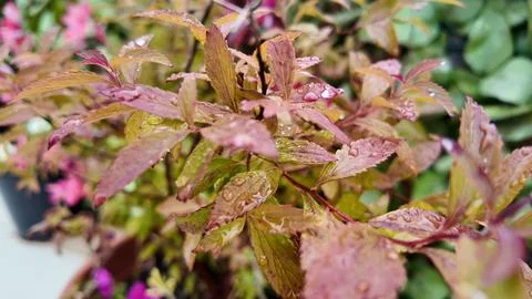 Raindrops on leaves close up Stock Photos