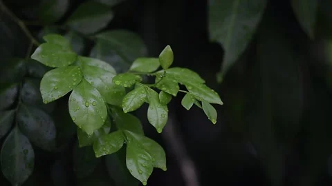Raindrops on the leaves at evening. Stock Footage 135226698