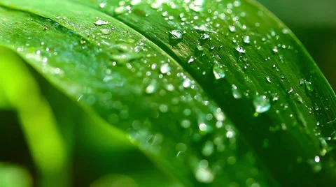 Raindrops on leaves. Stock Footage 39570945