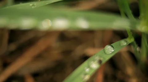 Raindrops on leaves Stock Footage 50396441