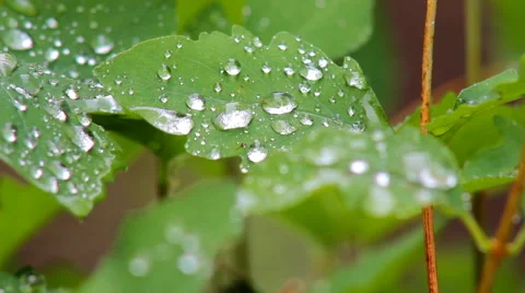 Raindrops on leaves Stock Footage 64273877