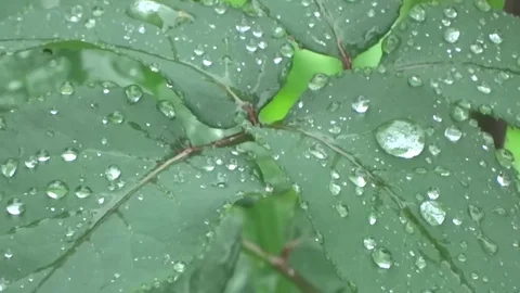 Raindrops on leaves Stock Footage 78897411