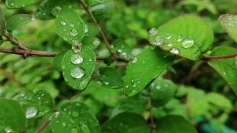 Raindrops on the leaves Stock Footage 131108456