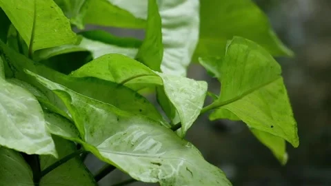 Raindrops on the leaves Stock Footage 165378624