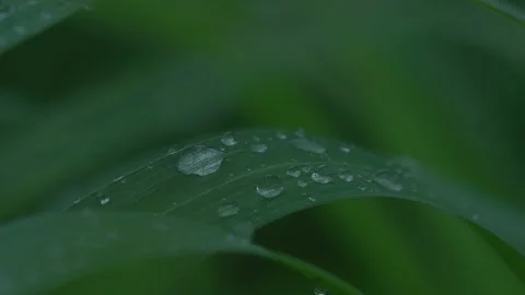 Raindrops on the leaves Stock Footage 213477403