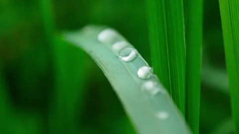 Raindrops on the leaves Stock Footage 242240513
